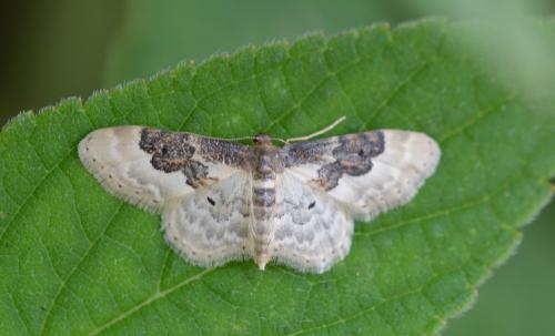 Réf. 324 892 : Idaea rusticata